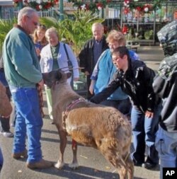 Ed Benhardt, in green jacket, instantly draws a crowd with his live reindeer.