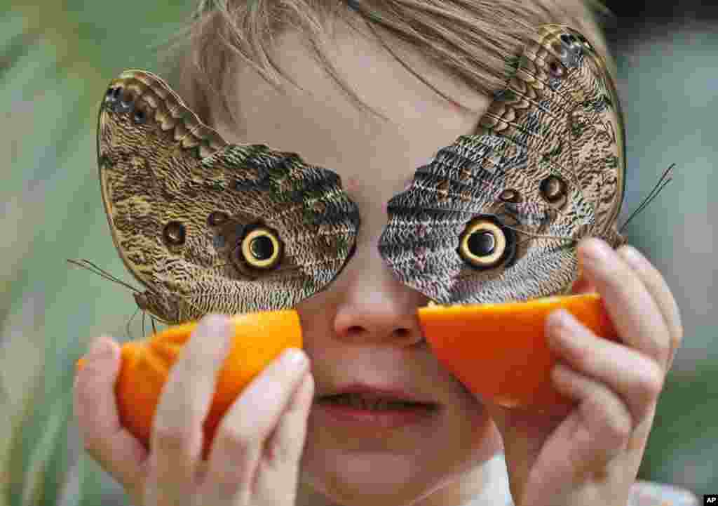 Five-year-old George holds an orange to feed the Owl butterflies at the Natural History Museum in London.