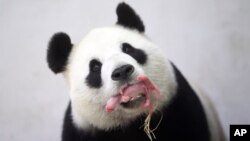 大熊猫幼崽“P宝贝”的妈妈“好好”。