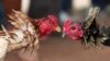 Putri Bangsawan Rumania Dihukum karena Bisnis Sabung Ayam