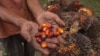 A palm oil farmer displays palm oil seeds in Kampar, Riau province, Aug. 20, 2018. Indonesian palm oil farmer Kawal Surbakti says his livelihood is under attack: The European Parliament is moving to ban the use of palm oil in biofuels.