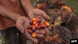 A palm oil farmer displays palm oil seeds in Kampar, Riau province, Aug. 20, 2018. Indonesian palm oil farmer Kawal Surbakti says his livelihood is under attack: The European Parliament is moving to ban the use of palm oil in biofuels.