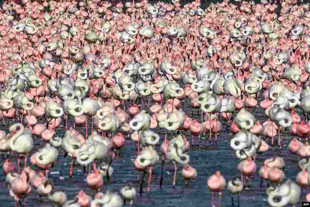 Flocks of flamingos stand in a pond in Navi Mumbai, India.