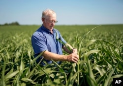 FILE - Farmer Don Bloss examines a tall sorghum plant in his field in Pawnee City, Neb.