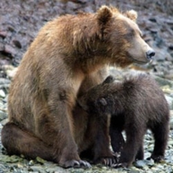 A mother brown bear nurses her cub in the McNeil River State Game Sanctuary southwest of Anchorage, Alaska