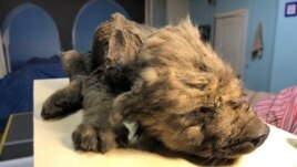 A young dog, believed to be 18,000 years old, found in Russia's Far East permafrost. The animal was found in 2018, the picture released Dec. 4, 2019.