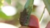 Invasive stink bug on an olive branch in Oregon's Willamette Valley. (Vaughn Walton, OSU)