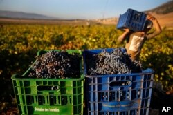 A Syrian worker harvests Syrah grapes, which will be crushed, fermented and after triple distillation will become Lebanon's national alcoholic drink, arak, in the village of Ammik, east Lebanon.