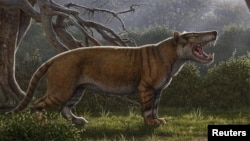 Simbakubwa kutokaafrika, a gigantic mammalian carnivore that lived 22 million years ago in Africa and was larger than a polar bear, is seen in this artist's illustration released in Athens, Ohio, U.S., on April 18, 2019