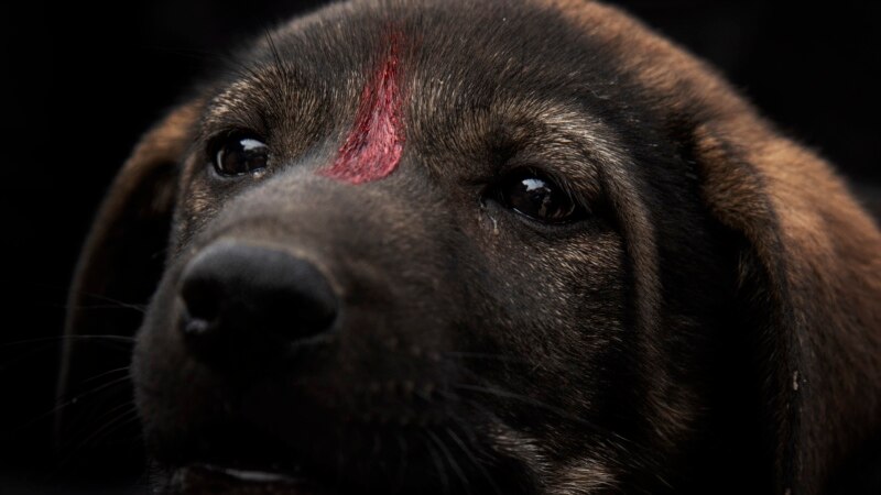 Egypt’s Street Dogs Getting Chance at a Better Life