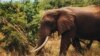 Inde : chasse à l'éléphant tueur