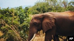 FILE - In this photo supplied by World Wildlife Fund and taken Aug, 2016 an elephant is shown in Tanzania's Selous wildlife reserve, which is described by the United Nations as one of Africa's biggest remaining wilderness areas.