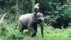 Seorang perempuan sedang menunggang gajah Sumatera di Kamp Konservasi Gajah Aek Nauli, Kabupaten Simalungun, Sumatera Utara. (Foto:VOA/Anugrah Andriansyah)