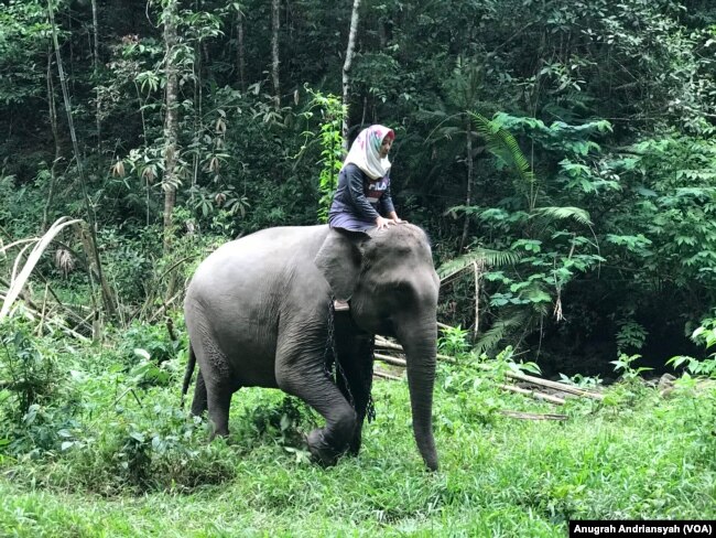 Seorang perempuan sedang menunggangi gajah Sumatera di Kamp Konservasi Gajah Aek Nauli, Kabupaten Simalungun, Sumatra Utara. (Foto:VOA/Anugrah Andriansyah)