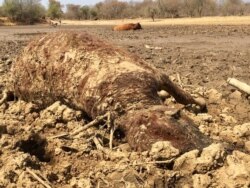 Drought has resulted in dozens of cattle dying in Southern Zimbabwe