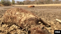 Cattle Dying