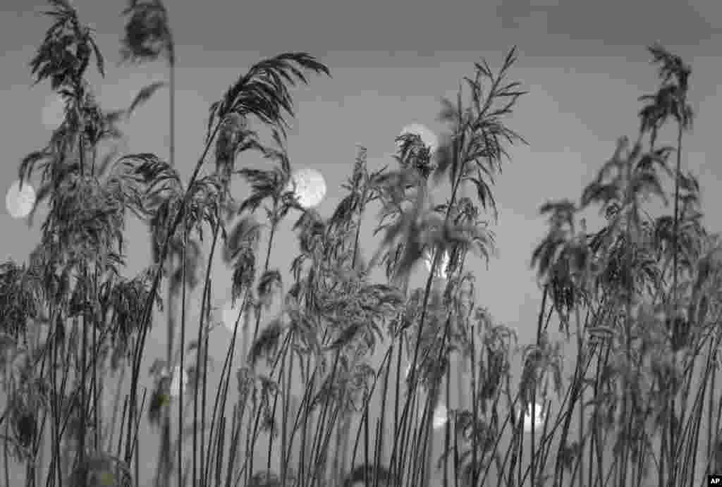 Dried plants covered with frost are seen on a frozen lake near the village of Druzhnyi, 35 km (22 miles) southeast of Minsk, Belarus.