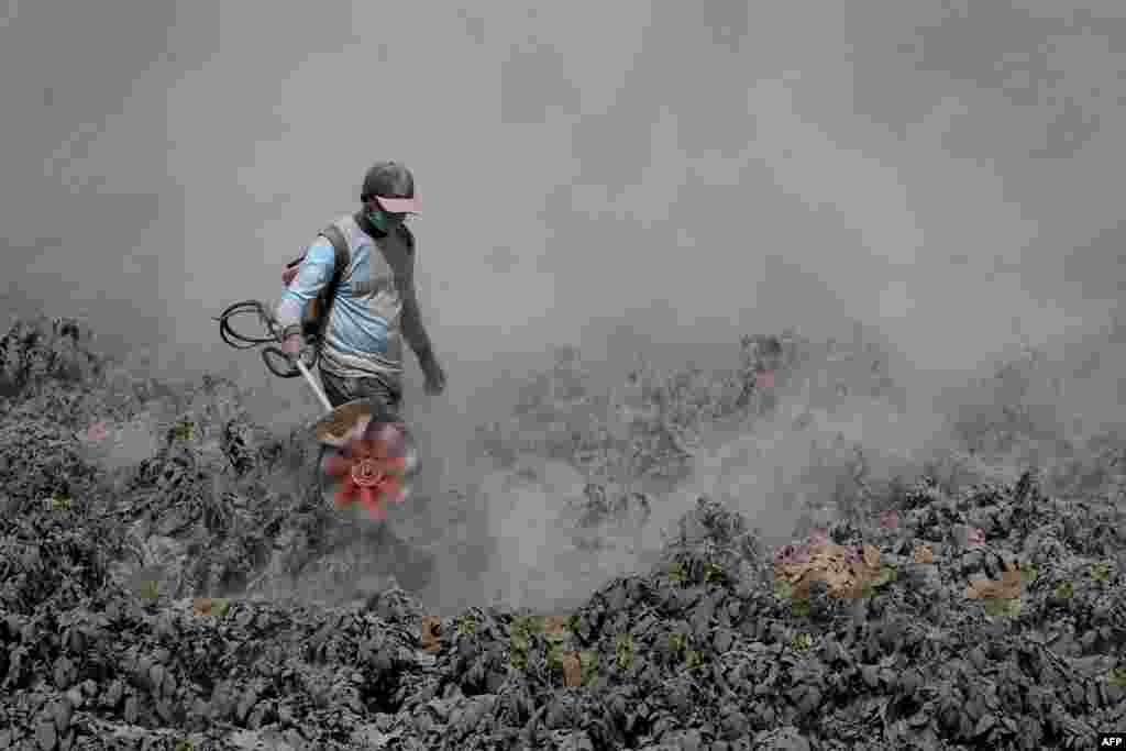 A resident of Karo district uses a lawnmower to remove ash from his vegetable fields in North Sumatra, after Mount Sinabung volcano erupted.