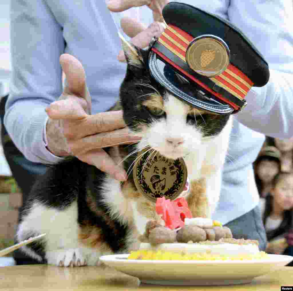 Tama, a cat stationmaster of a railway station in western Japan, receives a birthday cake on her 16th birthday in Kinokawa, western Japan, in this Kyodo picture taken April 29, 2015. The female tortoiseshell cat died on June 22 at a local animal hospital, Wakayama Electric Railway Co. said.