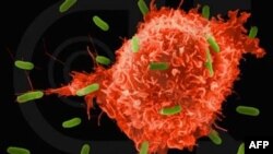 Ракові клітини
