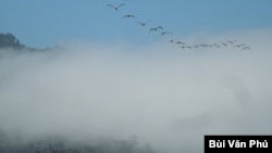 Đàn chim qua màn sương (Ảnh: Bùi Văn Phú)