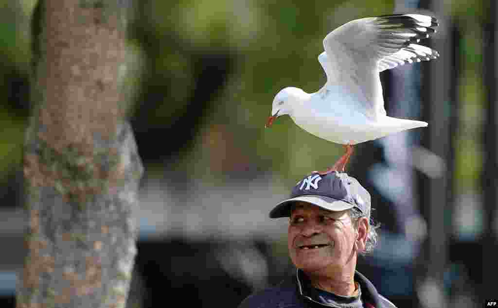 Um homem com uma gaivota pousada na cabeça sorri para os turistas perto do porto de Sidney, Austrália.