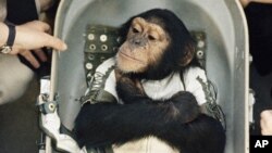 Ham, a chimpanzee, is shown on deck of ship after being pulled out of water following his space flight on Jan. 31, 1961. The first U.S. suborbital flight, an animal experiment, carrying Ham in a mercury capsule to an altitude of 155 miles, with parachute splashdown 420 miles down