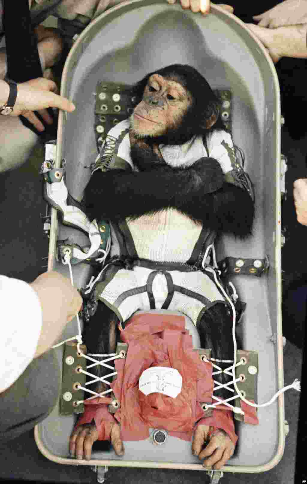 امروز در تاریخ - ۵۸ سال پیش، ایالات متحده، این شامپانزه به نام &laquo;هام&raquo; را به فضا فرستاد. او بعد از اینکه تا ۶۰۰ کیلومتری زمین رفت، سالم بازگشت. تحقیقات اولیه ناسا برای سفر به فضا روی حیوانات انجام می شد.