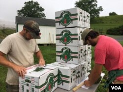 Organic kale is hand picked, washed and packed on site at Sprouting Farms, West Virginia, for distribution to area retail and wholesale clients. (J. Taboh/VOA)