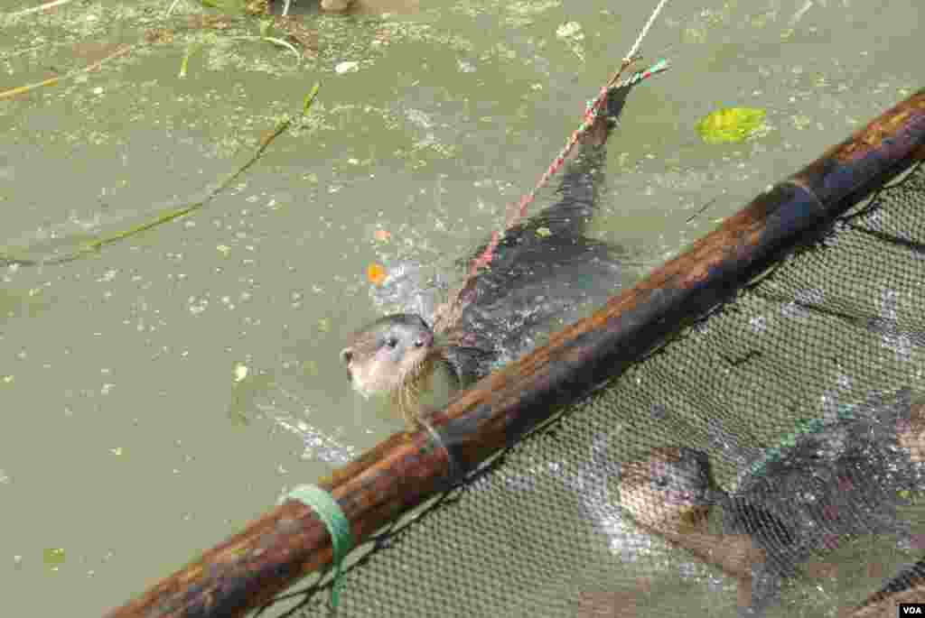 Berang-berang membantu nelayan dengan mengejar ikan ke jala dalam tradisi yang telah berlangsung berabad-abad di Bangladesh barat daya. (VOA/Amy Yee)