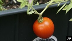 Self-watering containers, like this EarthBox, are great for space deprived gardeners