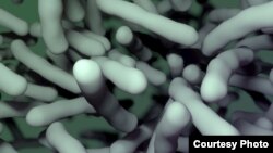 Multiple antibiotic-resistant strains of Clostridium difficile have recently emerged, posing a worldwide health threat. Researchers have identified a nonantibiotic drug that could help combat C. difficile infection. (Credit: V. Altounian/Science Translati