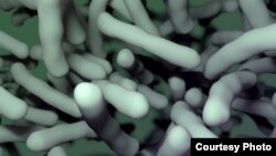Multiple antibiotic-resistant strains of Clostridium difficile have recently emerged, posing a worldwide health threat. Researchers have identified a nonantibiotic drug that could help combat C. difficile infection. (Credit: V. Altounian/Science Translati