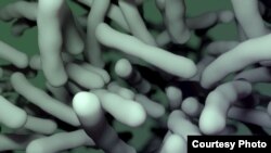 Multiple antibiotic-resistant strains of Clostridium difficile have recently emerged, posing a worldwide health threat. Researchers have identified a nonantibiotic drug that could help combat C. difficile infection. (Credit: V. Altounian/Science Translati