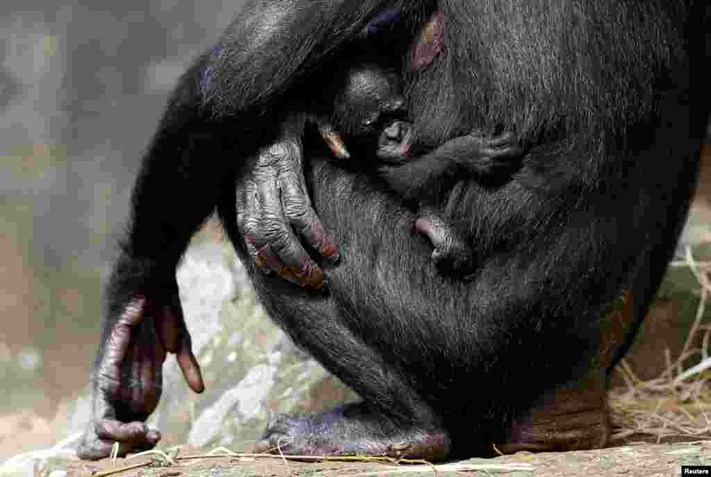 ลูกลิงชิมแปนซีแคระ หรือ bonobo ที่ลืมดูโลกมาได้เพียง 1 สัปดาห์ ยังคลอเคลียไม่ห่างแม่ของมัน ในสวนสัตว์ Planckendael ประเทศเบลเยียม