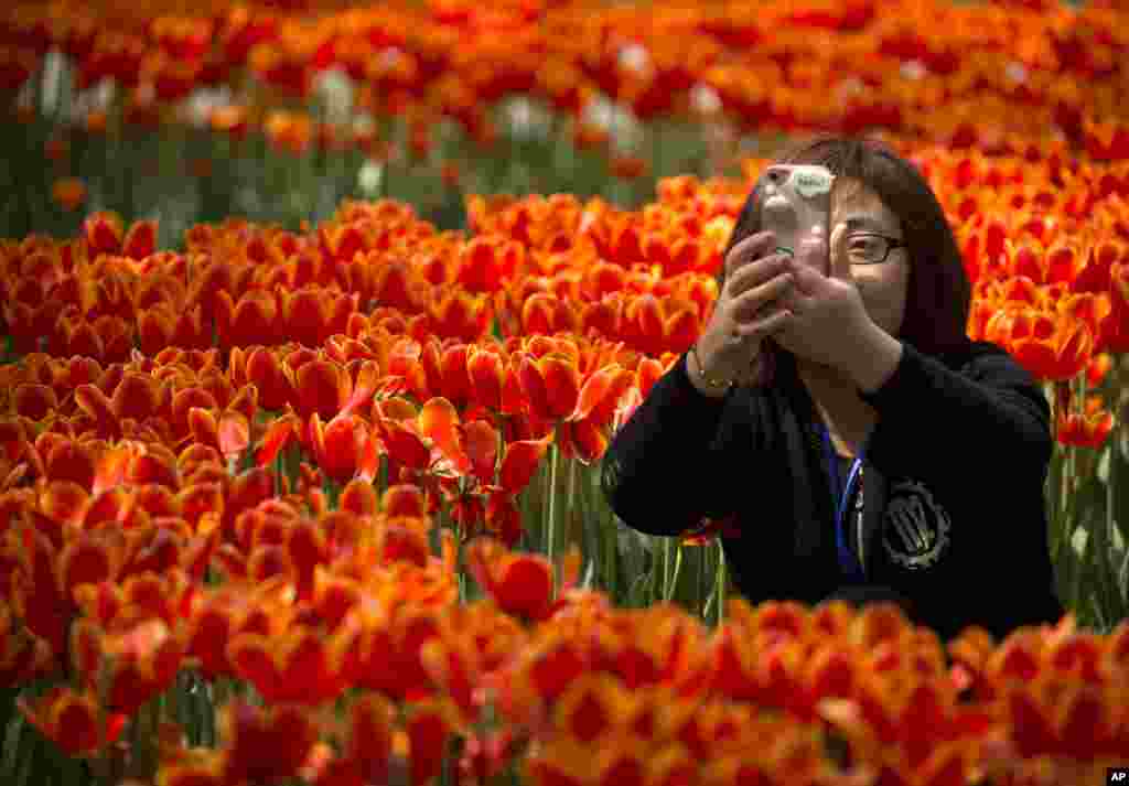 سلفی گرفتن در میان گل های لاله در پارک بیجینگ چین