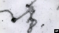 Ebola virus viewed through an electron microscope. The World Health Organization on Friday, Aug. 8, 2014 declared the Ebola outbreak in West Africa.