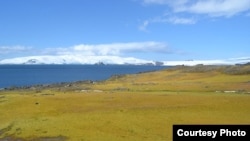 Researchers say the Antarctic Peninsula is rapidly greening due to climate change. (Matt Amesbury)