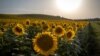 Ladang bunga matahari di Ayguesvives, dekat Toulouse, selatan Perancis, di tengah cuaca panas terik, 23 July 2019. (Foto: AFP)
