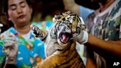 Một trong 16 con hổ tịch thu được từ các tay buôn lậu động vật hoang dã tại một trang trại bất hợp pháp ở Thái Lan để đưa sang Trung Quốc.