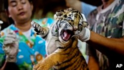 FILE - One of 16 tigers cubs seized from illegal wildlife traffickers. It is believed that this cub was reared in an illegal tiger farm in Thailand and destined for China, Oct. 26, 2012.