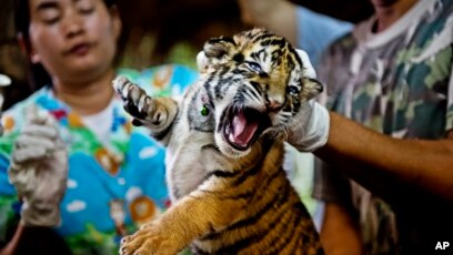 UN Calls for Tougher Animal Trafficking Enforcement UN Calls for Tougher Animal Trafficking Enforcement