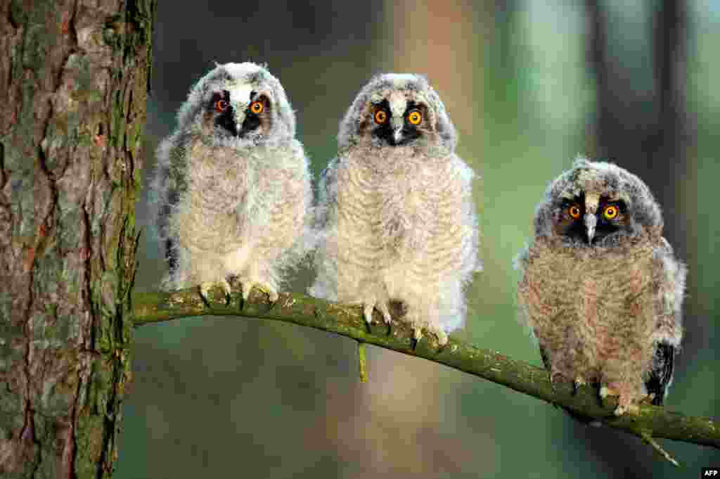 Three long-eared owl chicks sit on a tree branch during sunrise at a wildlife sanctuary near the village of Vygonoshchi, some 270 km southwest of Minsk, Belarus.