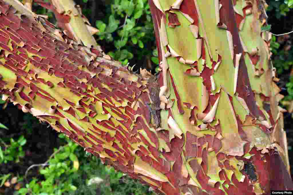 Kora biljke Arbutus andrachne pomaže u borbi protiv &scaron;tetnika. 