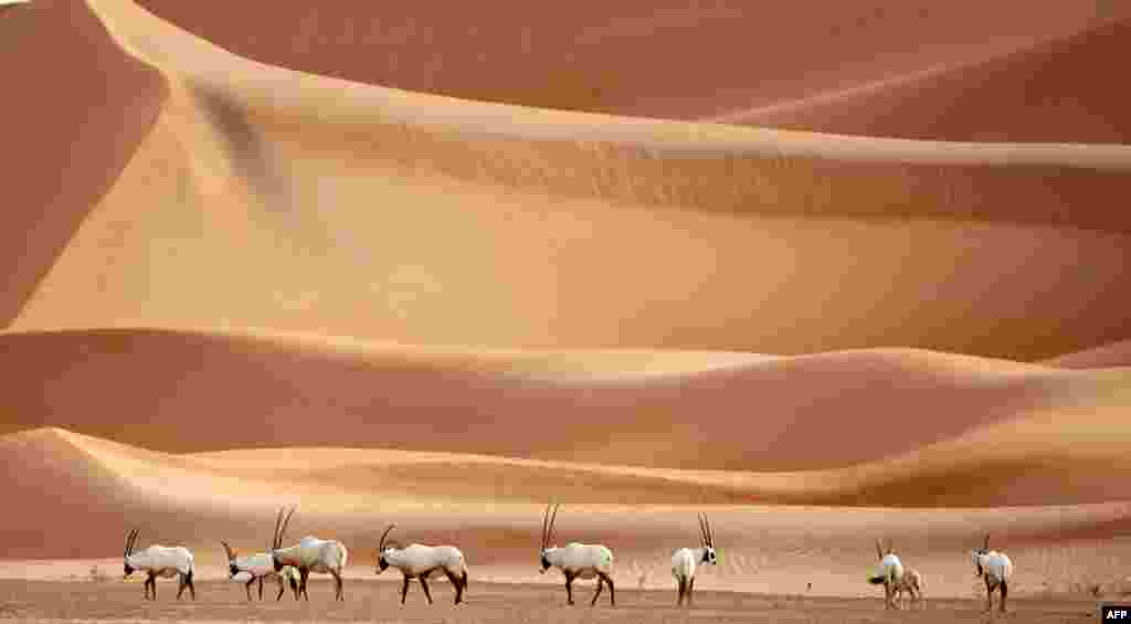 Beberapa ekor Oryx, sejenis antelop, Arabia terlihat di suaka margasatwa Um al-Zamool, Uni Emirat Arab.