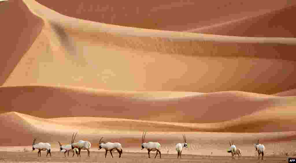 Arabian Oryx are seen at the Arabian Oryx Sanctuary in Um al-Zamool, near the United Arab Emirates&#39; border with Saudi Arabia.