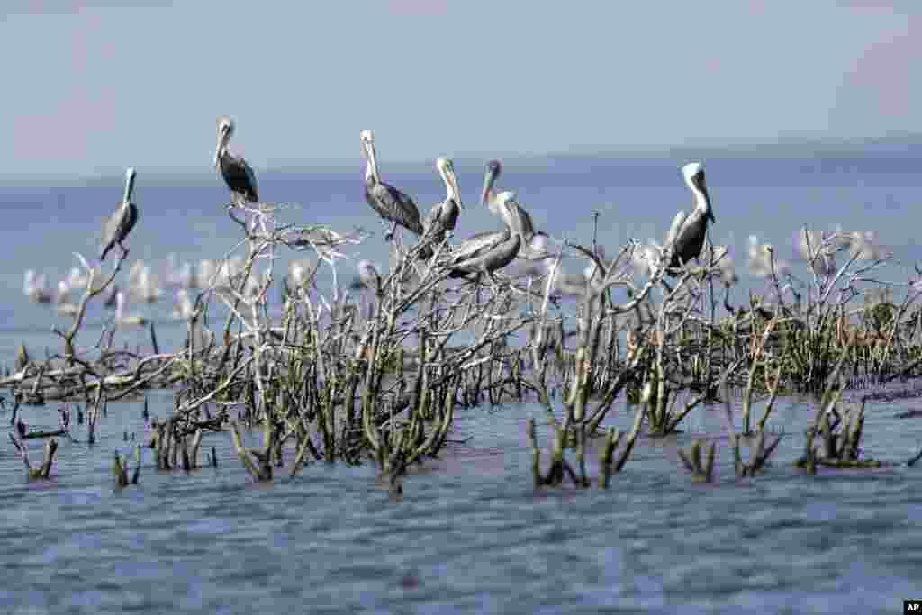 Brown pelicans sit on dead mangrove on Cat Island, a former nesting ground which has mostly eroded into the bay, in Barataria Bay in Plaquemines Parish, Louisiana, USA, Sept. 27, 2013.