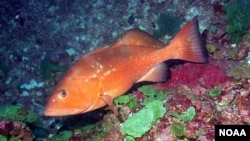Grouper fish, Gulf of Mexico (NOAA)
