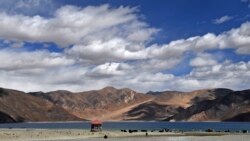 shows tourists taking selfies as cows gaze in front of the Pangong Lake in Leh