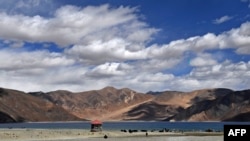 shows tourists taking selfies as cows gaze in front of the Pangong Lake in Leh
